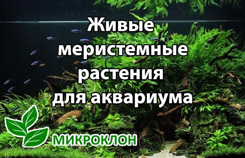 Товары для рыбок купить в интернет-магазине Филя с доставкой в день заказа в Нижнем Новгороде