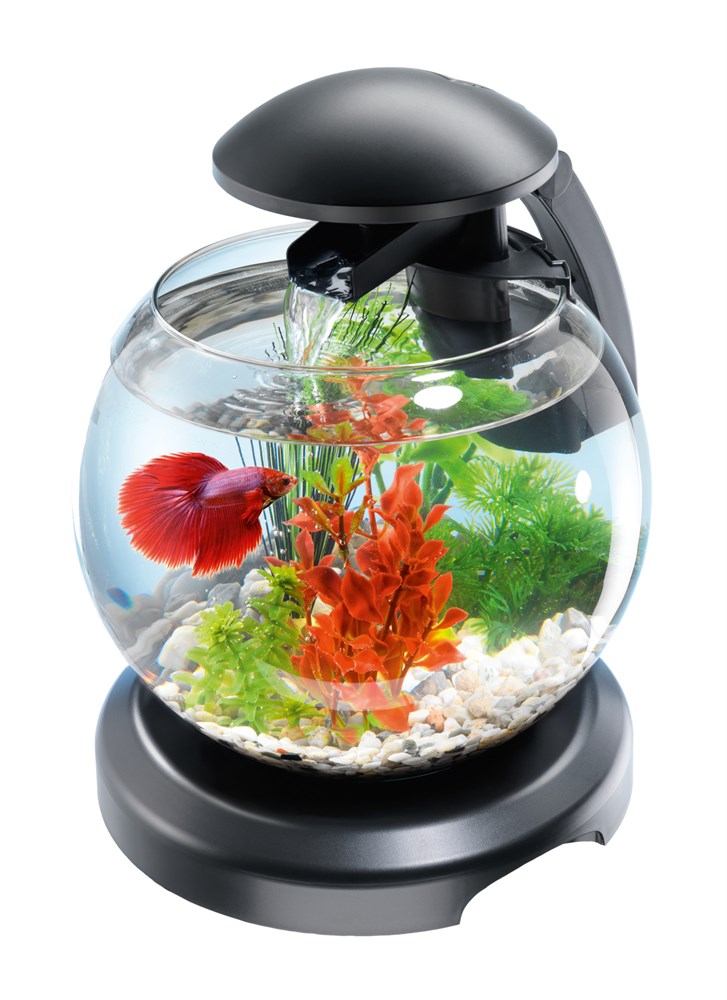 Круглый аквариум в интерьере — как использовать в качестве элемента дизайна? (70 фото)