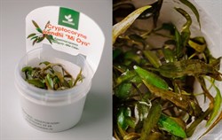 Cryptocoryne wendtii "Mi Oya" (Криптокорина вендта «Ми Ойя») - меристемное растение для аквариума - фото 31726