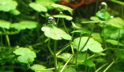 Hydrocotyle sibthorpioides (Гидрокотила сибторпиодес) - меристемное растение для аквариума - фото 31763