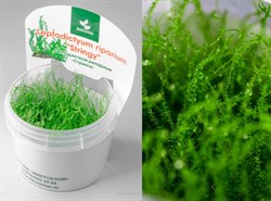 Leptodictyum riparium "Stringy" (Лептодиктиум рипариум "Стринги") - меристемное растение для аквариума 821.401.1.11 - фото 31773