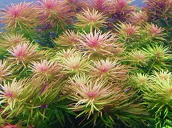 Limnophila aromatica (Лимнофила ароматика) - меристемное растение для аквариума - фото 31779