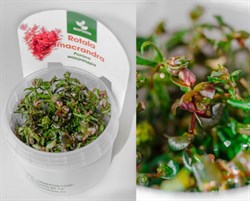 Rotala macrandra (Ротала макрандра (крупнотычинковая)) - меристемное растение для аквариума 821.121.1.11 - фото 31818