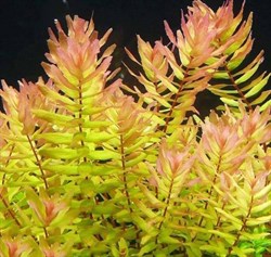 Rotala macrandra green (Ротала макрандра зелёная) - меристемное растение для аквариума - фото 31822