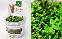 Rotala rotundifolia "H'Ra" (Ротала круглолистная "H’Ra") - меристемное растение для аквариума - фото 31823