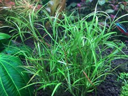 Juncus repens (Юнкус репенс) - меристемное растение для аквариума - фото 31868