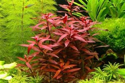 Ludwigia peruensis (Людвигия перуанская, Красная звезда) - меристемное растение для аквариума - фото 31869