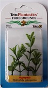 Tetra Hygrophila 5 см - растение для аквариума 606791