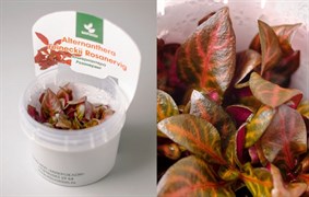 Alternanthera reineckii "Rosanervig" (Альтернантера рейнека "Розанервиг") - меристемное растение для аквариума