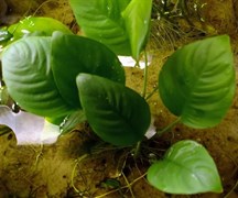 Anubias barteri sp. "Gabon" (Анубиас бартера "Габон") - меристемное растение для аквариума