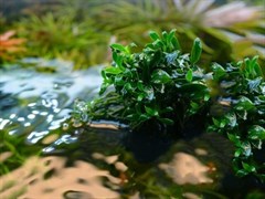 Anubias barteri var. nana "Pangolino" (Анубиас бартера карликовый "Панголино") - меристемное растение для аквариума