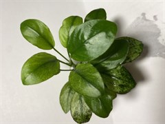 Anubias barteri var. nana "Pinto" (Анубиас бартера карликовый " Пинто") - меристемное растение для аквариума