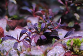 Bucephalandra sp. "Brownie Ghost" (Буцефаландра "Призрак Брауни") - меристемное растение для аквариума