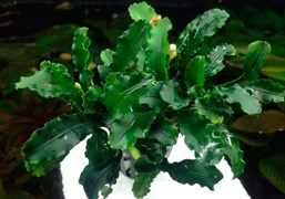 Bucephalandra sp. "Wavy Green" (Буцефалландра " Зелёная Волна ") - меристемное растение для аквариума