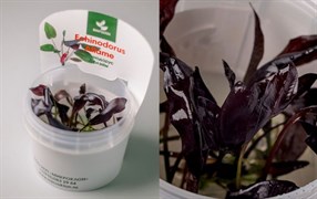 Echinodorus "Aflame" (Эхинодорус "Афлейм") - меристемное растение для аквариума