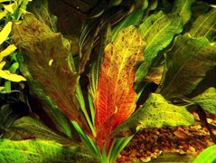 Echinodorus ozelot red (Эхинодорус оцелот красный) - меристемное растение для аквариума