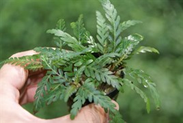 Hygrophila pinnatifida (Гигрофила пиннатифида) - меристемное растение для аквариума