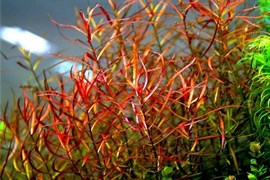 Ludwigia arcuata (Людвигия аркуата, Дугообразная) - меристемное растение для аквариума