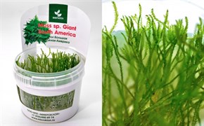 Moss sp. "Giant Soufh America" (Мох "Большая Южная Америка") - меристемное растение для аквариума