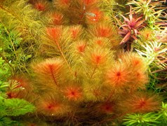 Myriophyllum mattogrossense red (Мириофиллум маттогроссенс красный) - меристемное растение для аквариума