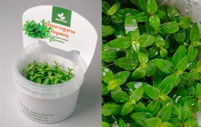 Staurogyne repens (Стаурогина Репенс) - меристемное растение для аквариума