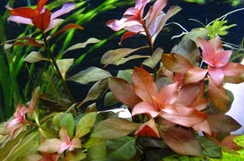 Ludwigia repens "Rubin" (Людвигия репенс "Рубин")- меристемное растение для аквариума