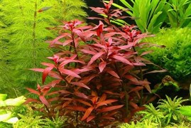 Ludwigia peruensis (Людвигия перуанская, Красная звезда) - меристемное растение для аквариума